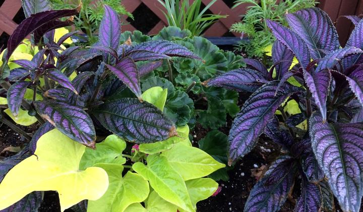 Povíjnice batátová – Ipomoea batatas Povíjnice batátová – Ipomoea batatas