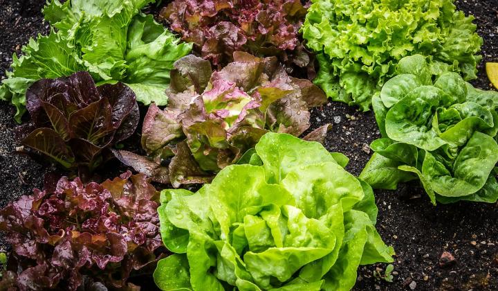 Jak dát salátu zelenou? Poradíme vám! | rady a tipy