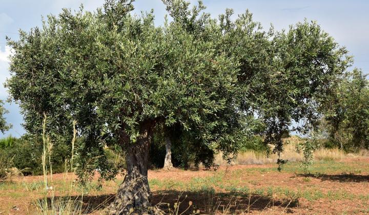 Jak pěstovat olivovník | rady