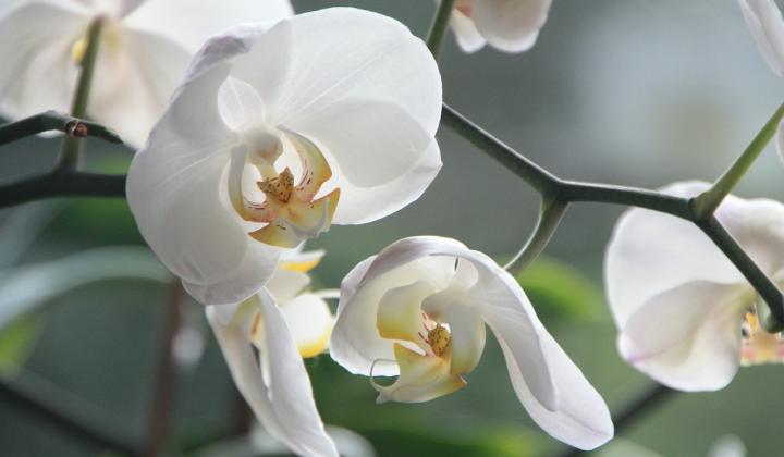 Jak pěstovat orchideje doma | rady
