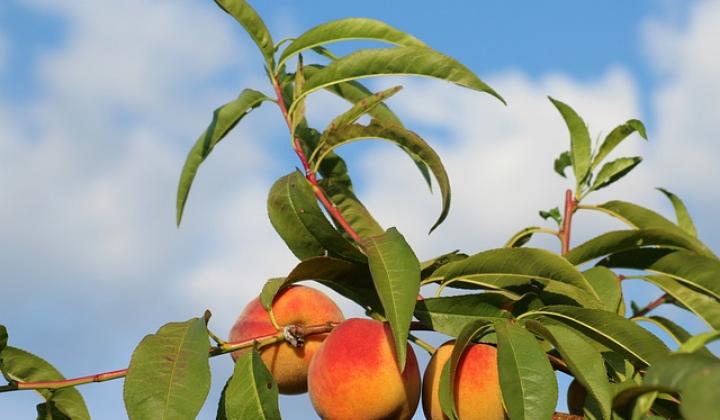Jak provést jarní řez a výsadbu ovocných stromů