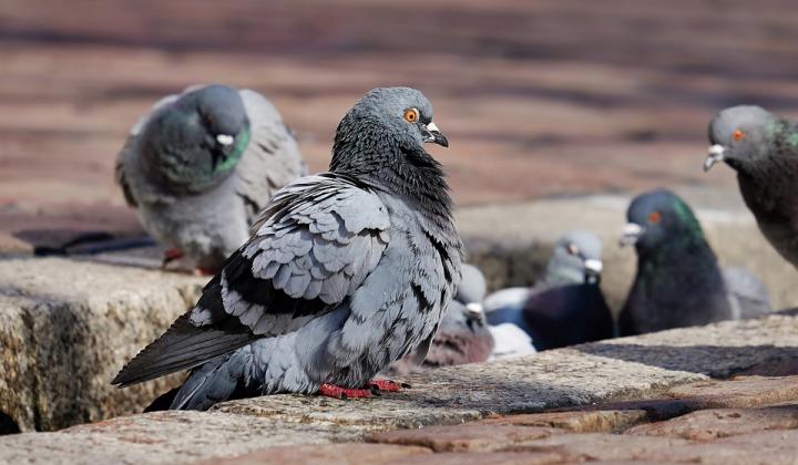 Jak se zbavit holubů na balkoně | rady