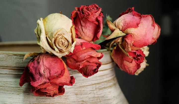 Jak usušit růže k dekoraci do bytu | rady