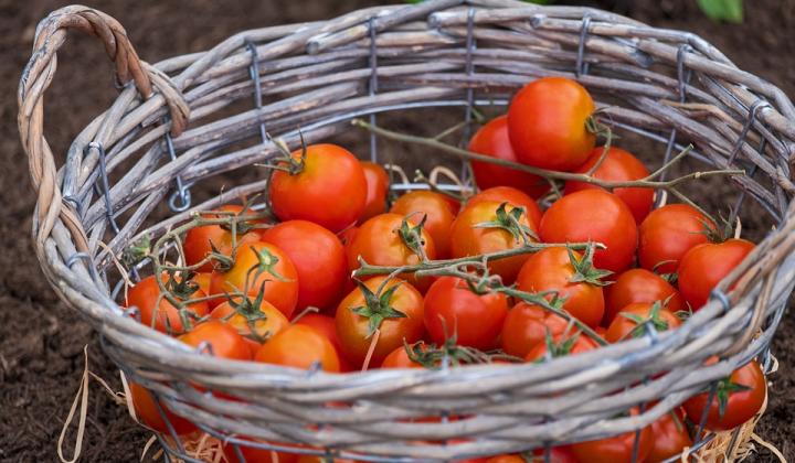 Jak správně pěstovat rajčata | postup