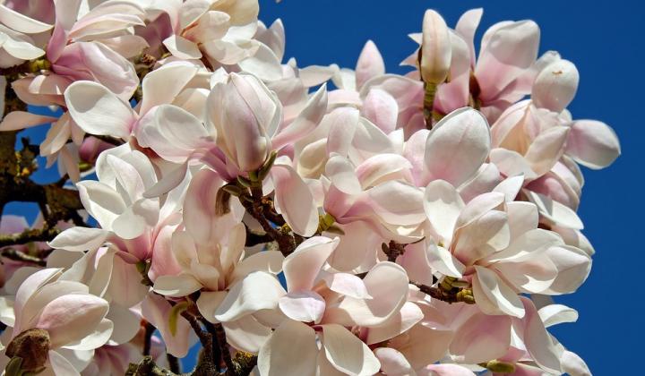 Jak pěstovat magnolii | rady