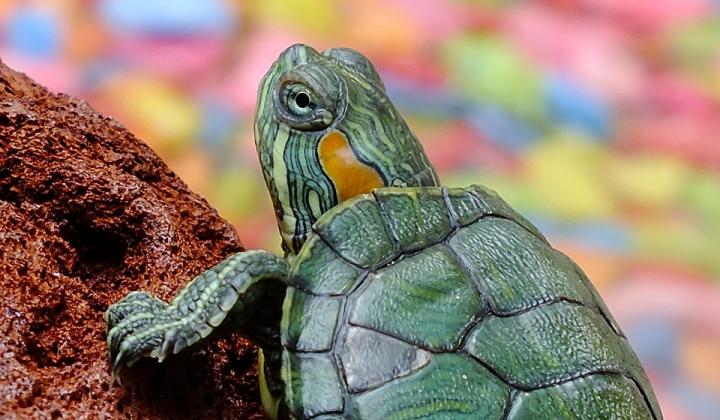 Jak se připravit na chov vodní želvy | rady