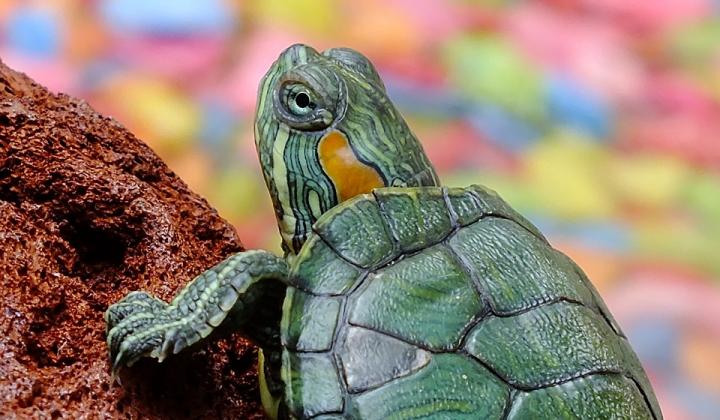 Jak se připravit na chov vodní želvy | rady