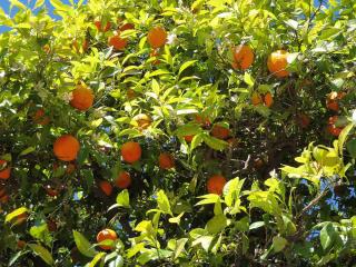 Jak objednat a nakoupit (nejen) citrusové plody v nejvyšší kvalitě přímo od pěstitele | návod na koupi nejen čerstvých citrusů