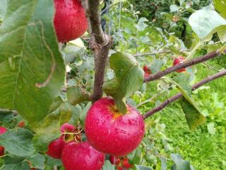 Jak připravit jablečné polotovary na zimu | recepty na zpracování jablek