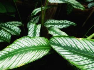 Jak pěstovat calatheu