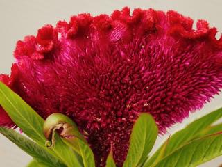 Jak pěstovat celosii nevadlec |celosia argentea (nevadlec hřebenitý)