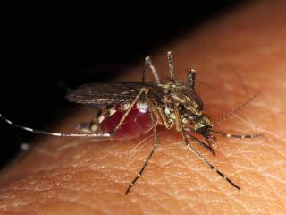 Jak se bránit komárům | recepty na přírodní repelenty a odvary