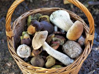 Jak správně sušit houby – vhodné druhy k sušení | rady a tipy