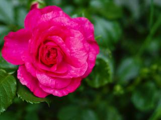 Jak vyrobit domácí hnojivo na růže | návod