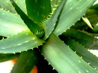 Jak pěstovat Aloe vera | rady