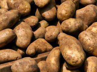 Jak uskladnit brambory | návod