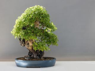 Jak pěstovat bonsaje | návod