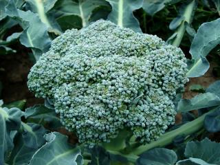 Jak pěstovat brokolici | rady