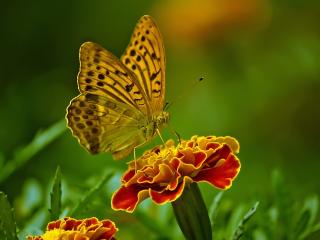 Jak přilákat na zahradu motýly | tipy