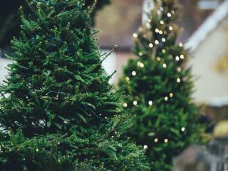 Jak si vybrat (živý) vánoční stromeček | rady