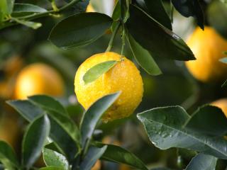 Jak využít citrony | rady a tipy