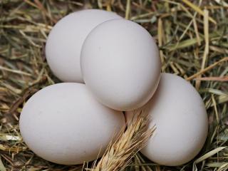 Jak nahradit vejce při vaření | rady