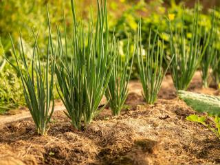 Jak na podzim sázet cibuli a česnek | zahrada a rostliny