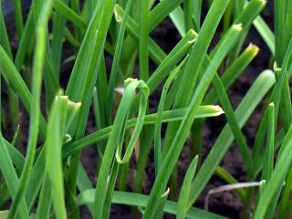 Jak pěstovat česnekovou trávu | rady