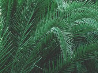 Jak vypěstovat palmu ze semen | rady