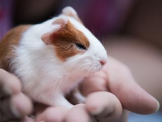 Vybíráme klec pro morče a vybavení. Jak na to? Vybíráme klec pro morče a vybavení. Jak na to?