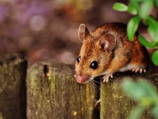 Jak na zahradě zaplašit myši