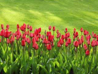 Jak si vybrat mezi tulipány | rady