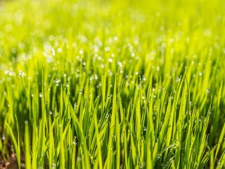 Jak vybrat správný druh trávy pro váš trávník