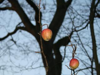 Jak roubovat ovocné stromy | rady