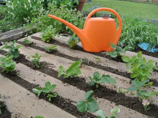 Jak střídat plodiny na zahradě