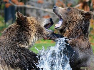 Jak přežít setkání s medvědem