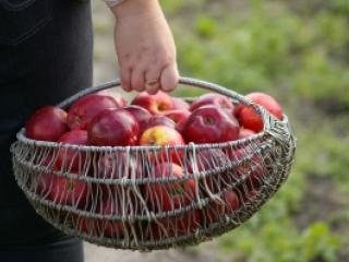 Jak vyrobit jablečné víno | recept