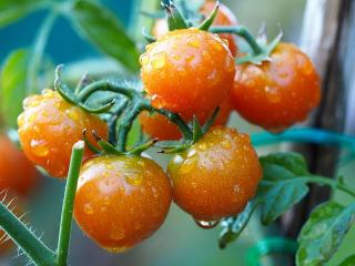 Jak zvýšit úrodu rajčat