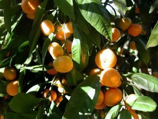 Jak pěstovat mandarinku