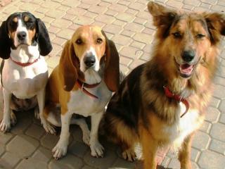 Jak odstranit zápach ze psí tlamy