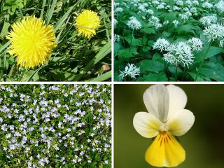 Jak využít květnové bylinky pro detoxikaci organismu