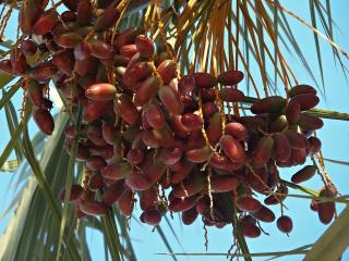 Jak vypěstovat palmu a jiné rostliny z pecek exotického ovoce