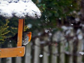 Jak a čím rozhodně nekrmit ptáky v zimě