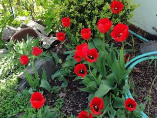 Jak vysazovat narcisy a tulipány 