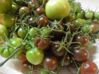 Jak urychlit zrání rajčat | rady a tipy