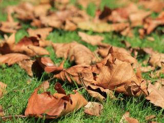 Jak na kompostování listí | Jak na listovku