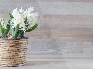Jak pěstovat hyacint | Jak na rychlení hyacintu