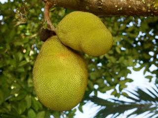 Jak využít jackfruit
