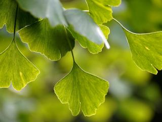 Jak využít ginkgo bilobu | rady a tipy