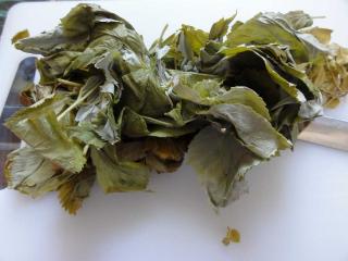 Jak fermentovat bylinky na čaj | návod na kvašení bylin